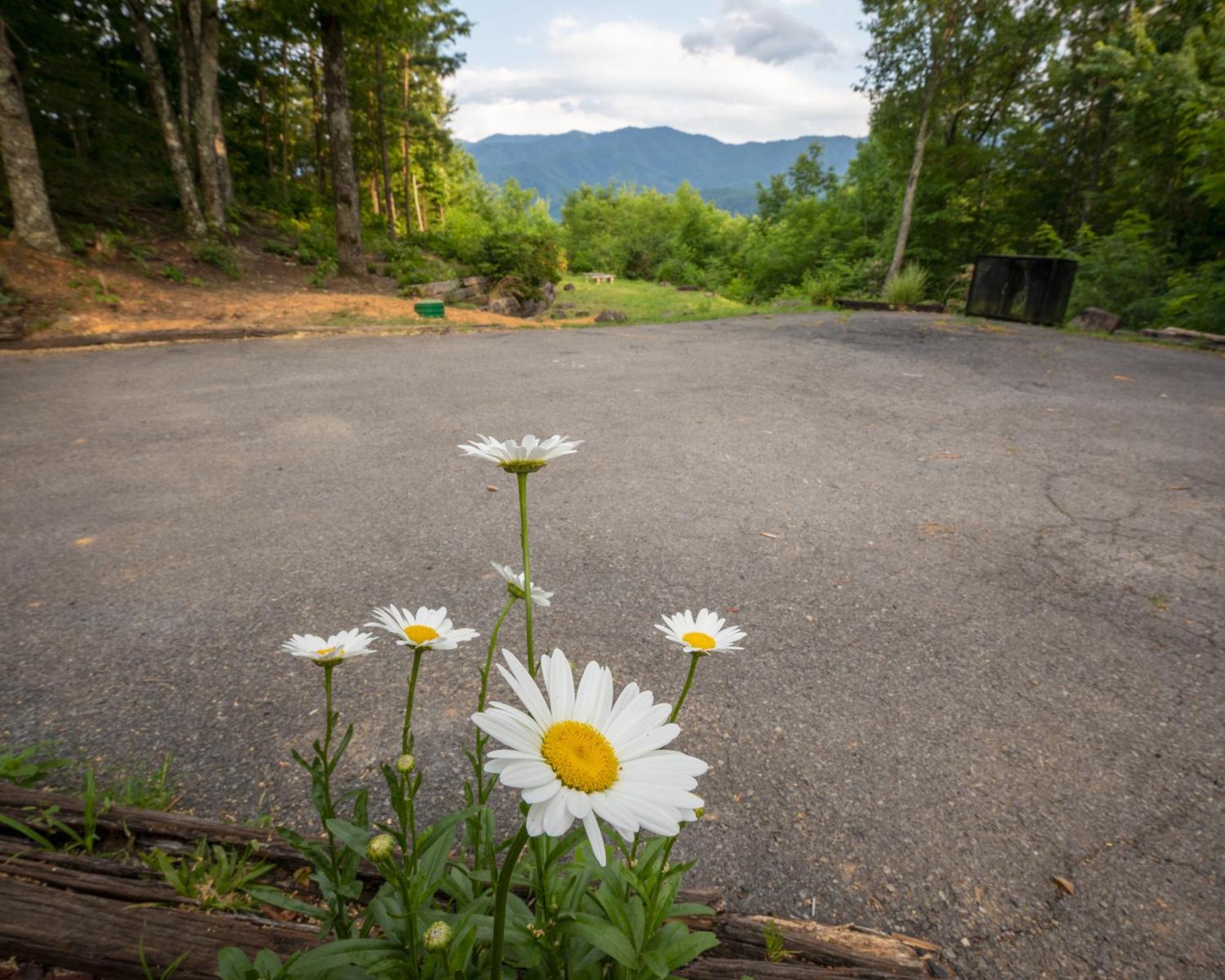 Real Log Cabin With Amazing Views, Hot Tub, Sauna, Games Gatlinburg Esterno foto