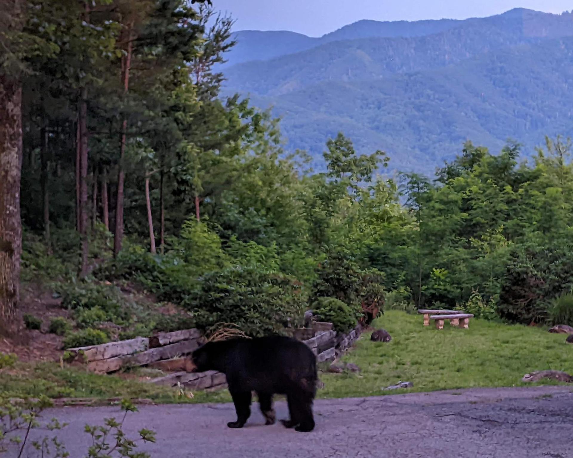 Real Log Cabin With Amazing Views, Hot Tub, Sauna, Games Gatlinburg Esterno foto